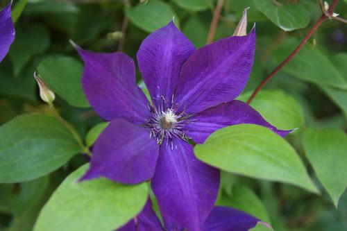 6-tips-for-growing-clematis1.jpg