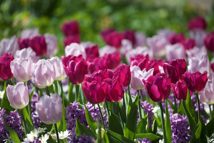 Planting Fall Bulbs: In Perennial Gardens (Video)