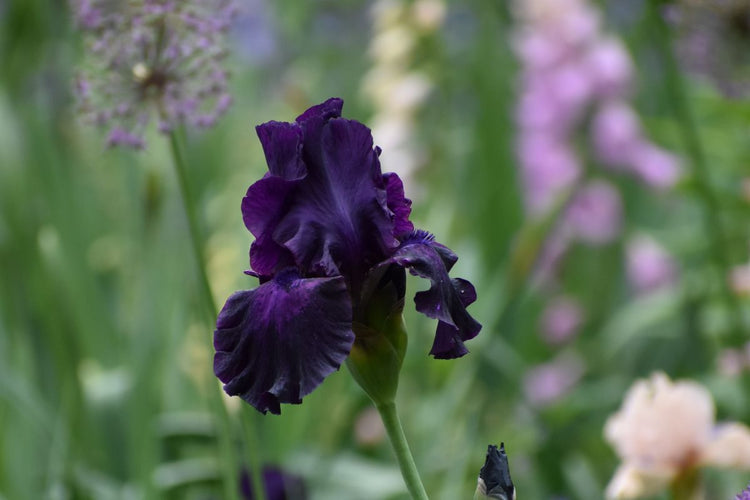 How to Plant and Divide Bearded Iris (Video)