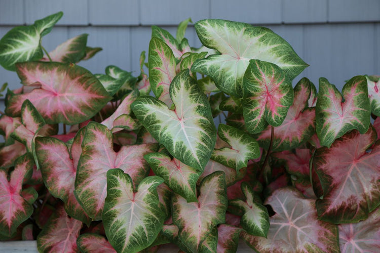 How to Plant Caladium Bulbs (Video)