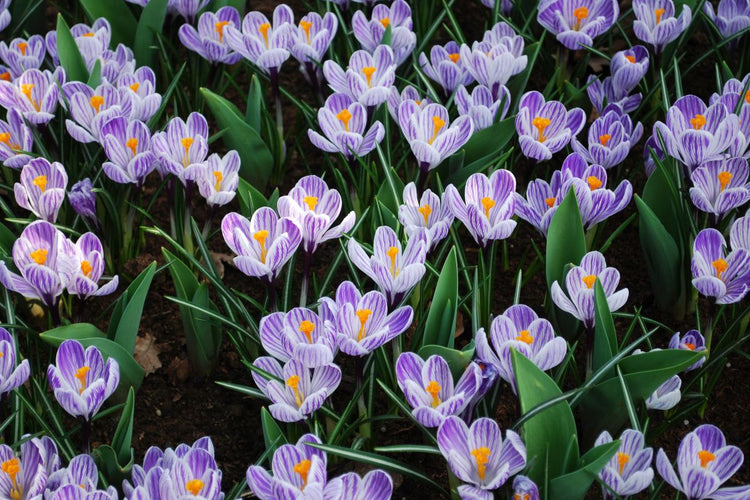 When to Plant Spring-Blooming Flower Bulbs