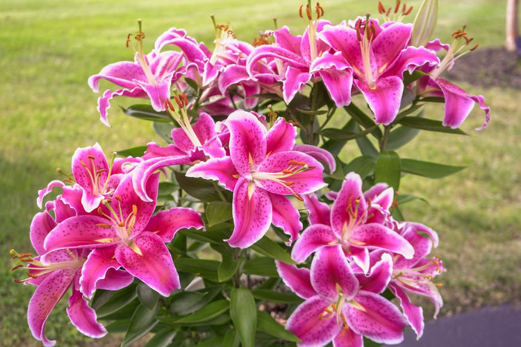How to Plant and Grow Lilies (Video)