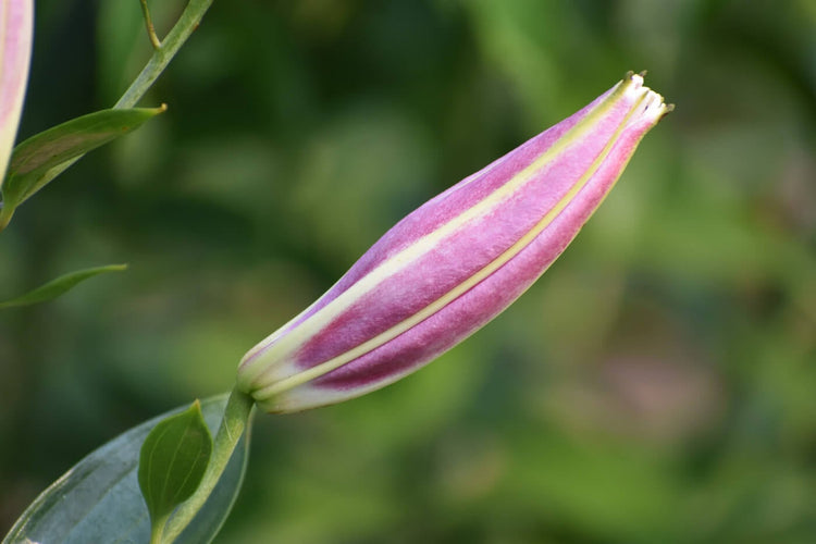Tips for Using Lilies as Cut Flowers Longfield Gardens