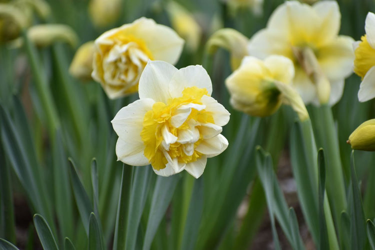 How to Plant Daffodil Bulbs (Video)