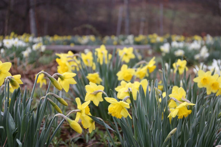 Planting Fall Bulbs: In a Meadow (Video)
