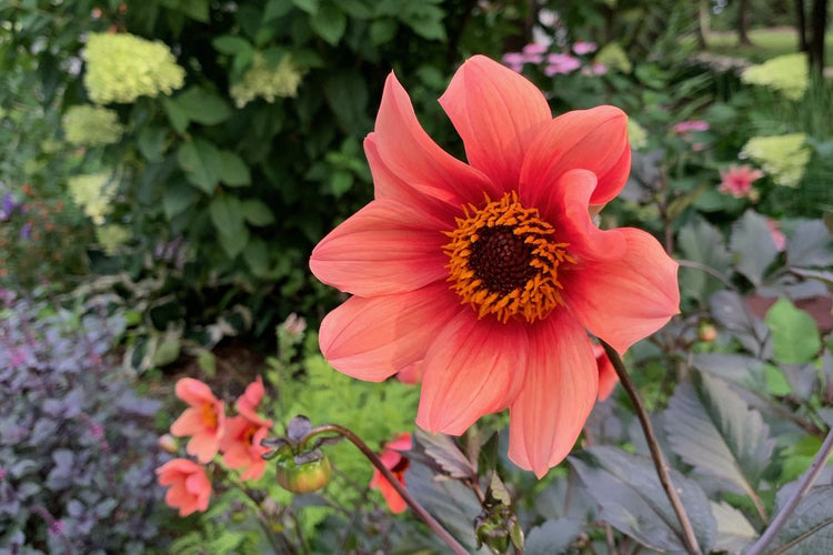 How to Lift and Store Dahlia Bulbs (Video)