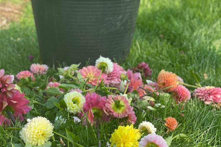 How to Overwinter Dahlia Tubers (Video)