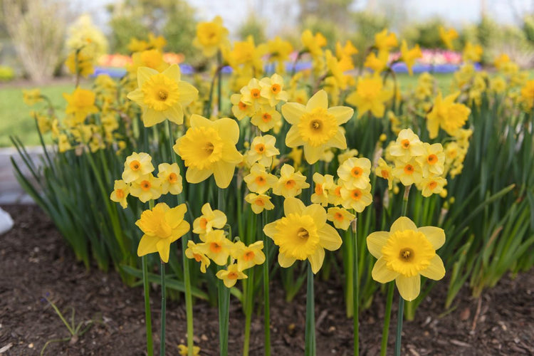 How to Naturalize Daffodils (Video)