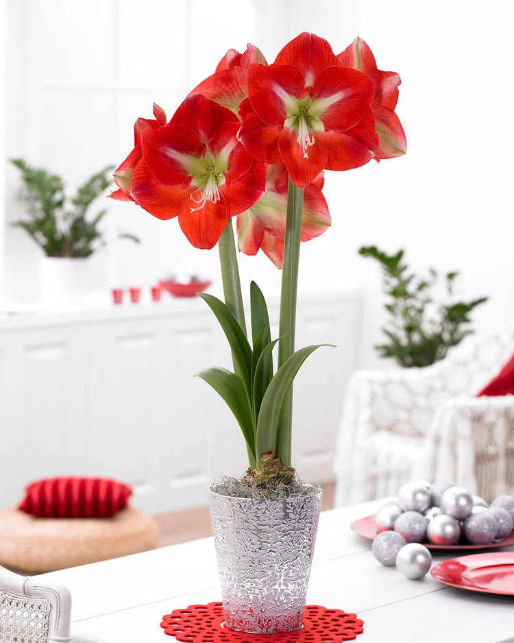 all-about-amaryllis1.jpg