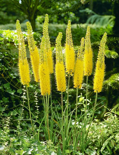all-about-eremurus1.jpg