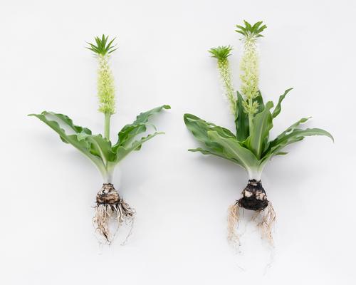 all-about-eucomis1.jpg