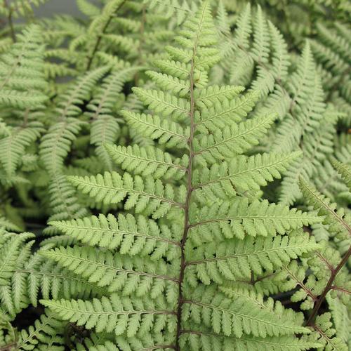 all-about-ferns1.jpg