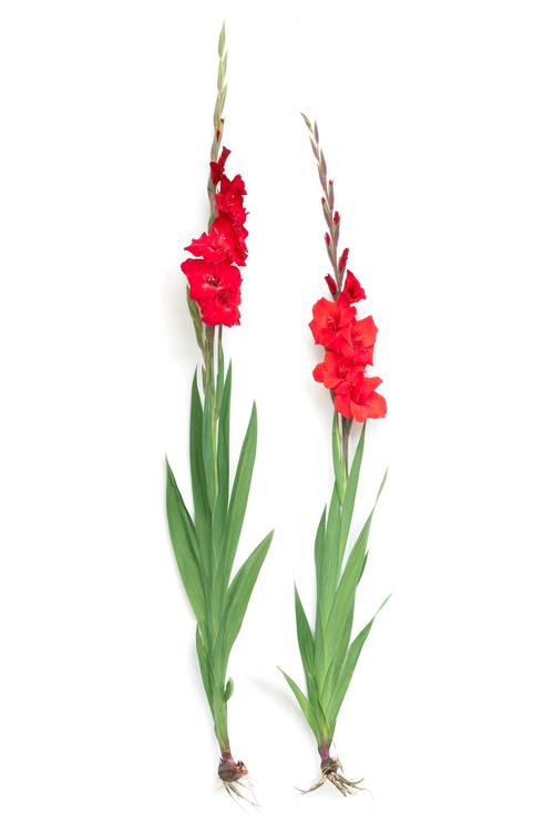 all-about-gladiolus1.jpg
