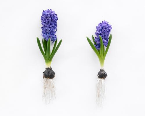 All About Hyacinths