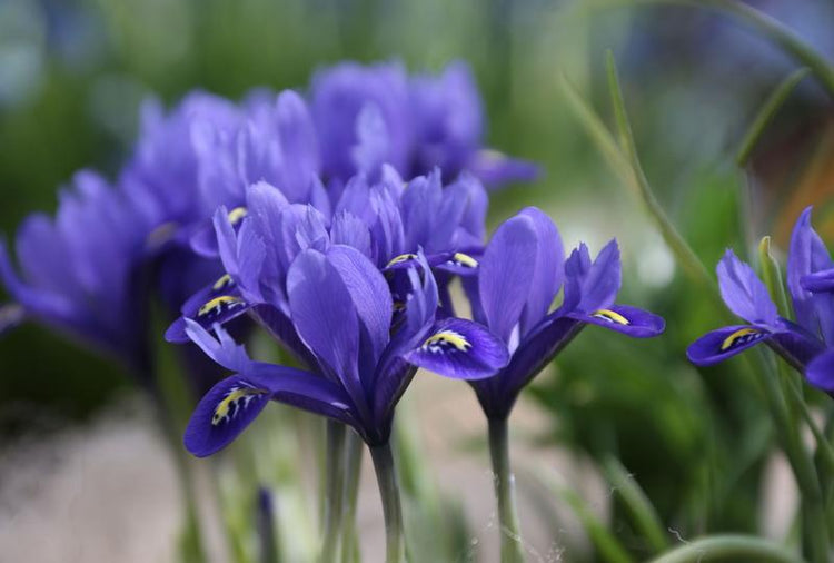 all-about-iris-reticulata1.jpg