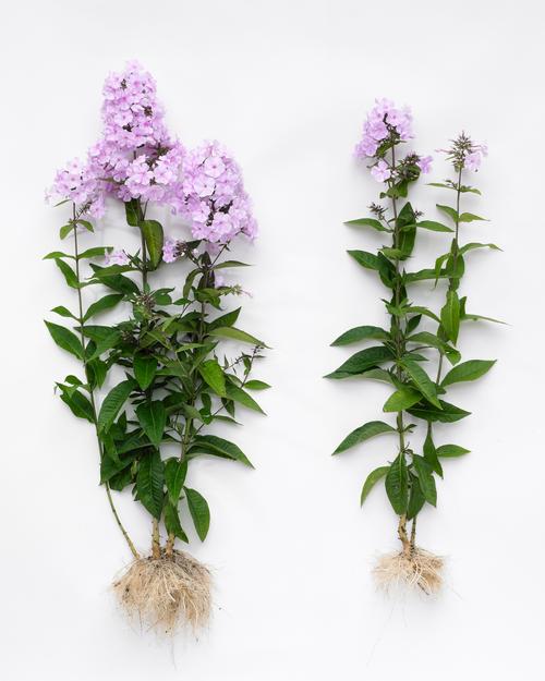 all-about-phlox1.jpg