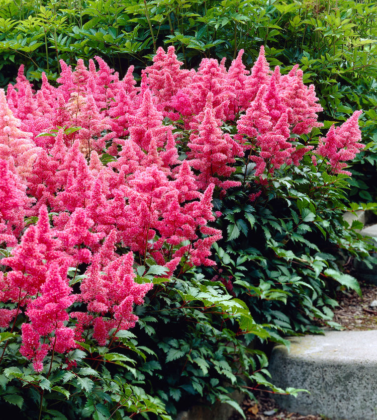 astilbe.jpg
