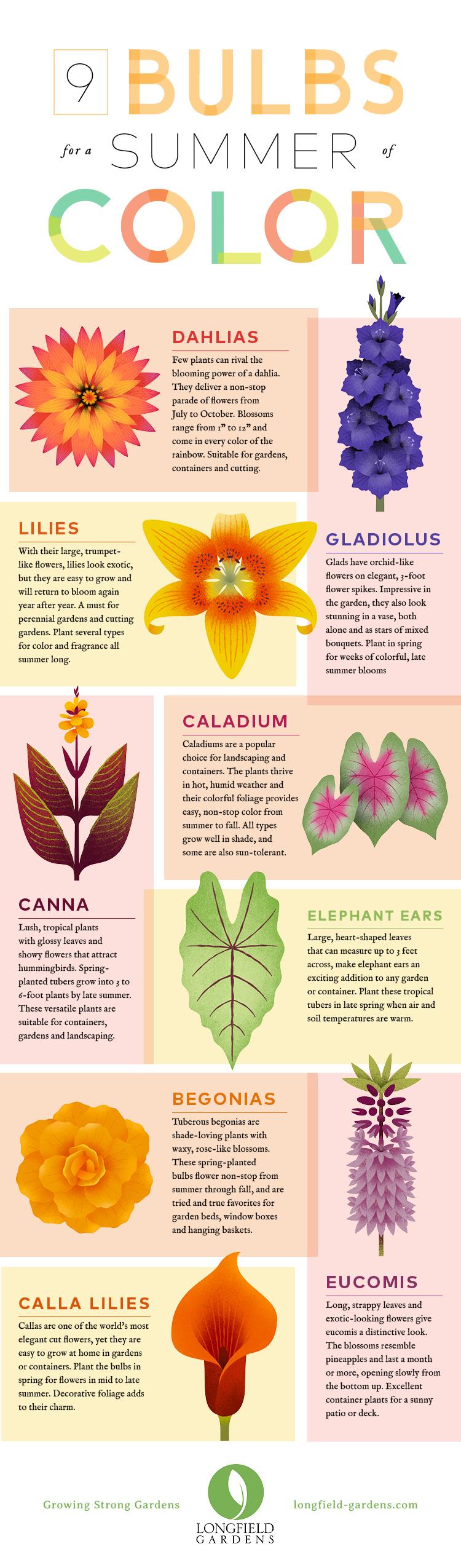 best-bulbs-for-summer-flowers1.jpg
