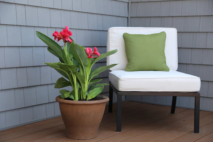 Growing Canna Indoors: A Guide for Tropical Style