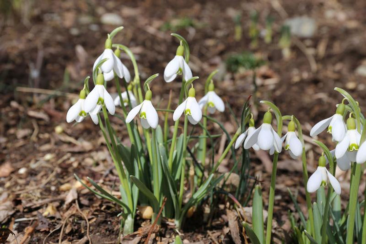 earliest-bulbs-for-spring-gardens-1.jpg