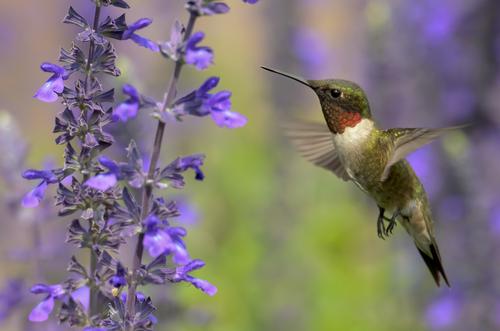 flowers-that-attract-hummingbirds-1.jpg