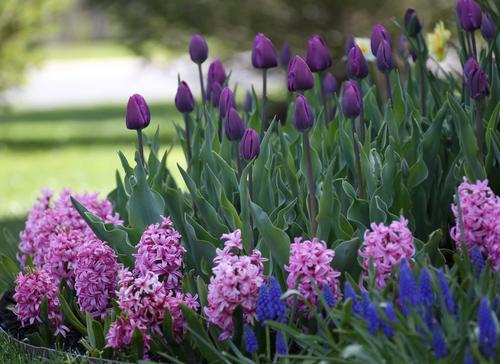 fragrant-spring-blooming-bulbs-1.jpg