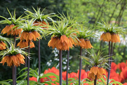 fritillaria-rubra.jpg
