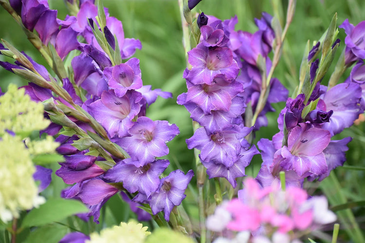 Planting Gladiolus Bulbs in Pots Indoors for Early Blooms