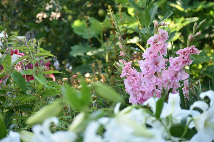 Do You Have to Remove Gladiolus Bulbs?