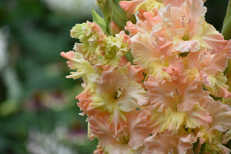Caring for Your Gladiolus Bulb Sprout: A Growth Guide