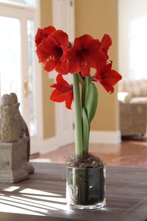 growing-amaryllis-with-kids1.jpg