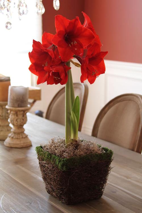 how-to-get-an-amaryllis-to-rebloom1.jpg