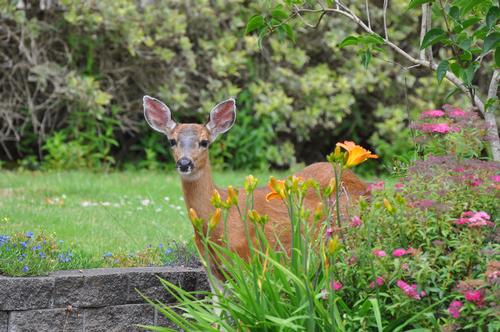 how-to-protect-your-garden-from-deer-1.jpg