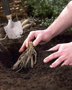 planting-and-caring-for-perennials1.jpg