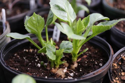 starting-flowers-from-seeds-bulbs-or-plants-1.jpg