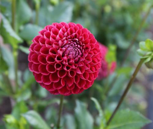 tips-for-growing-dahlias-in-hot-weather1.jpg