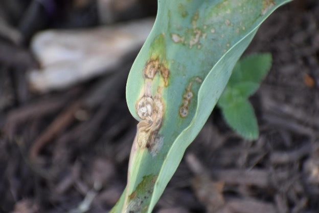 tulipdisease1.jpg
