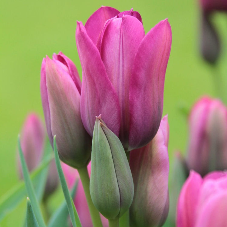 Side view of single late tulip Night Club, showing how this multi-flowering variety produces a cluster of violet-pink blossoms on each stem.