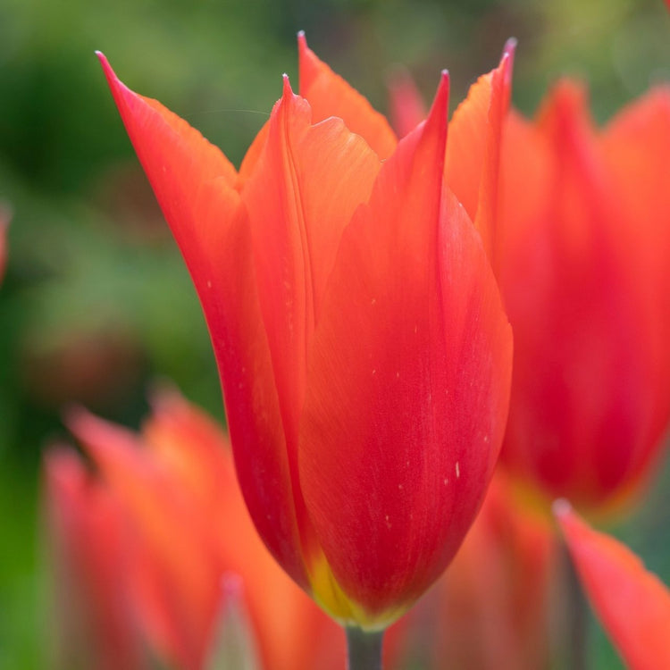 Tulip Lily Flowering Dutch Dancer