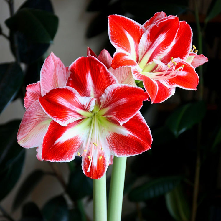 Amaryllis Spartacus displaying its bold, red and white flowers against a dark background.