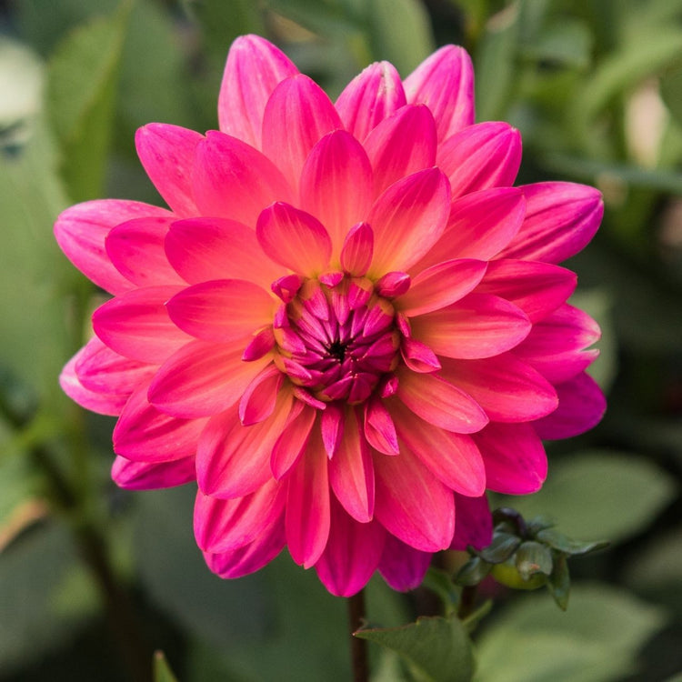 Dahlia Decorative Karma Fuchsiana