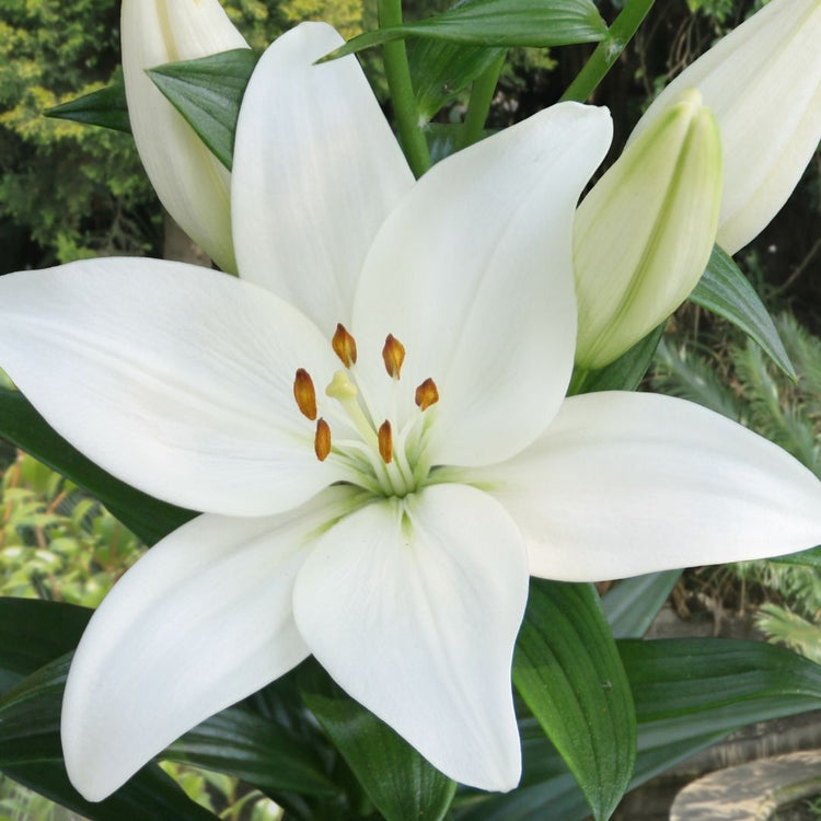 Asiatic lily Kent, showing the flower's pure white petals and showy orange stamens.