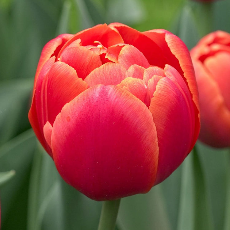 Tulip Double Late Icoon