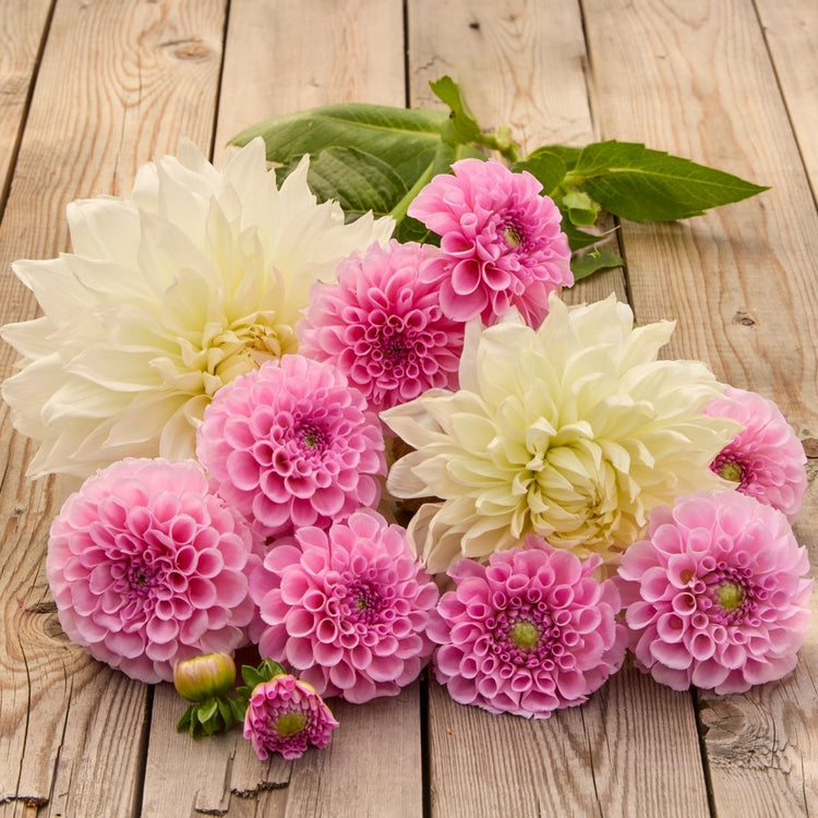 Dahlia Assorted Fleurel & Stolze Von Berlin