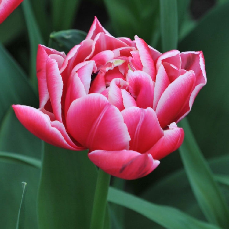 Close up of on a single blossom of double early tulip Columbus, showing the flower's rose-pink petals with white edges.