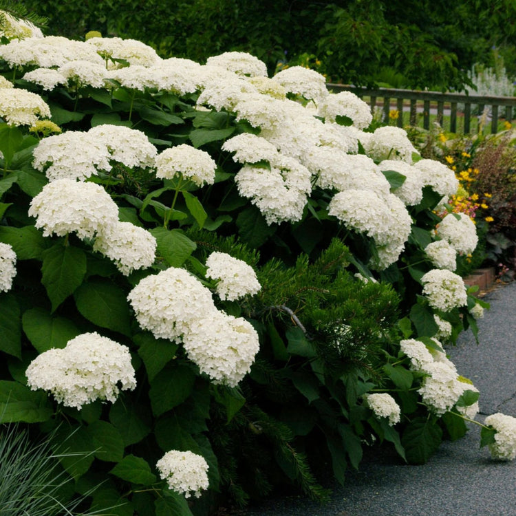 Hydrangea Arborescens Annabelle