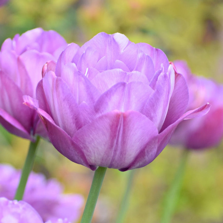 Tulip Double Late Blue Spectacle