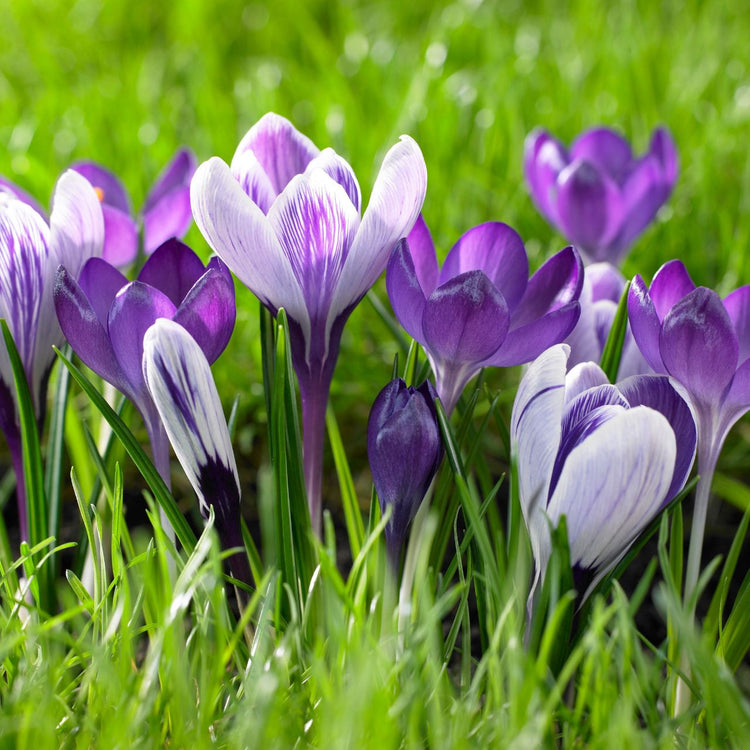 Crocus Ruby Giant & Crocus Pickwick