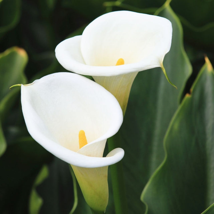 Calla Lily Aethiopica