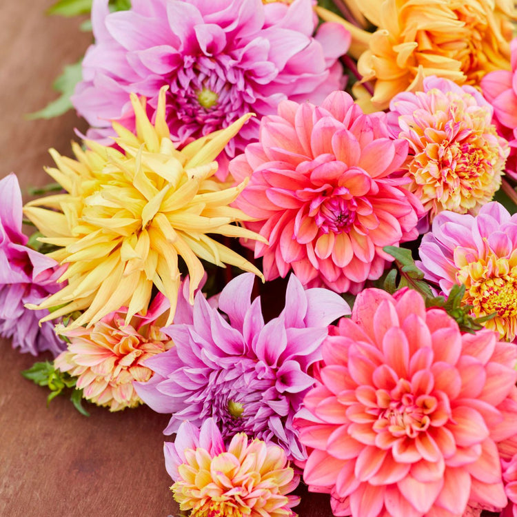 Dahlia Assorted Fiesta Collection